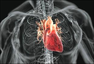 Diseases of the heart and the circulatory system